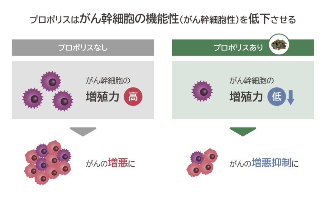 ブラジル産グリーンプロポリスが、がん幹細胞性を低下させ、がんの増悪を抑制する可能性　岡山理科大学との共同研究、第84回日本癌学会学術総会にて発表
