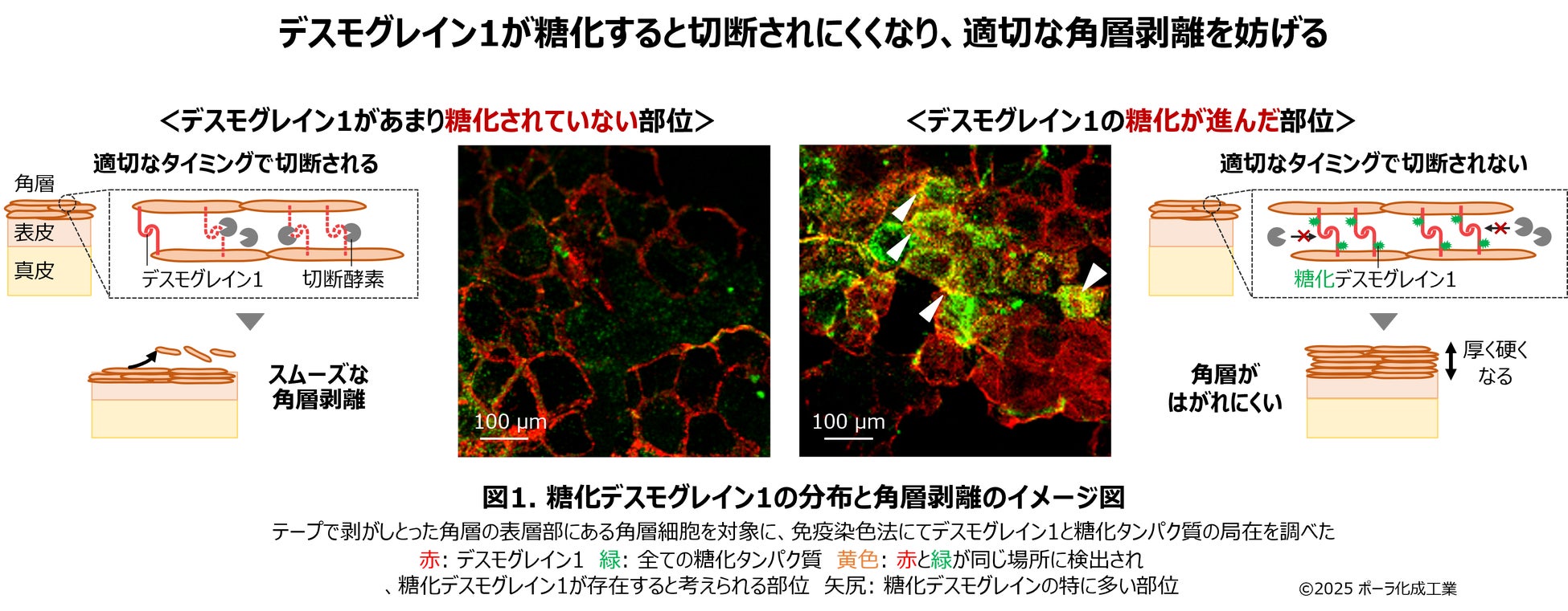 クリームクレンジングで「高いクレンジング力」＋「保湿感」を両立