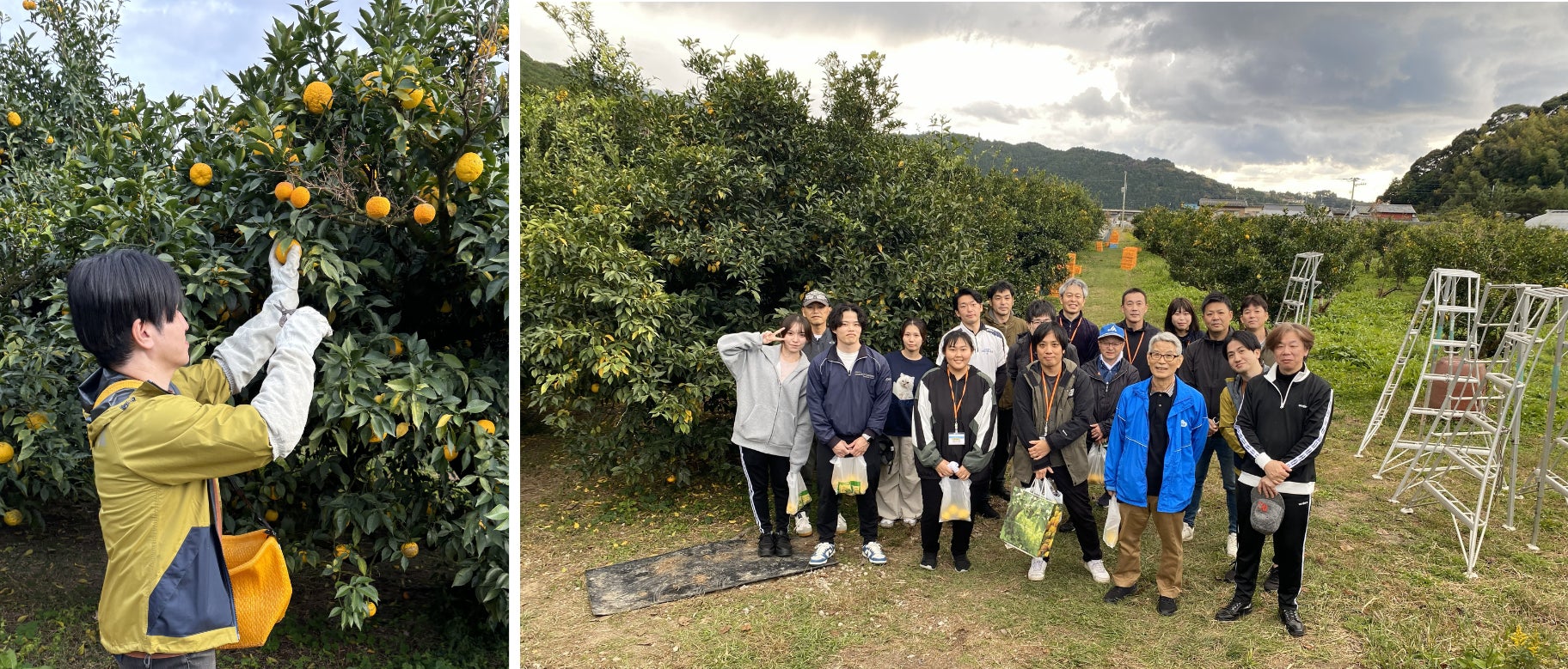 “ゆず香る里”を未来につなぎたい！化粧品メーカーのウテナと、ドラッグストアのウエルシアグループが高知県北川村の宝「ゆず」の収穫をサポート