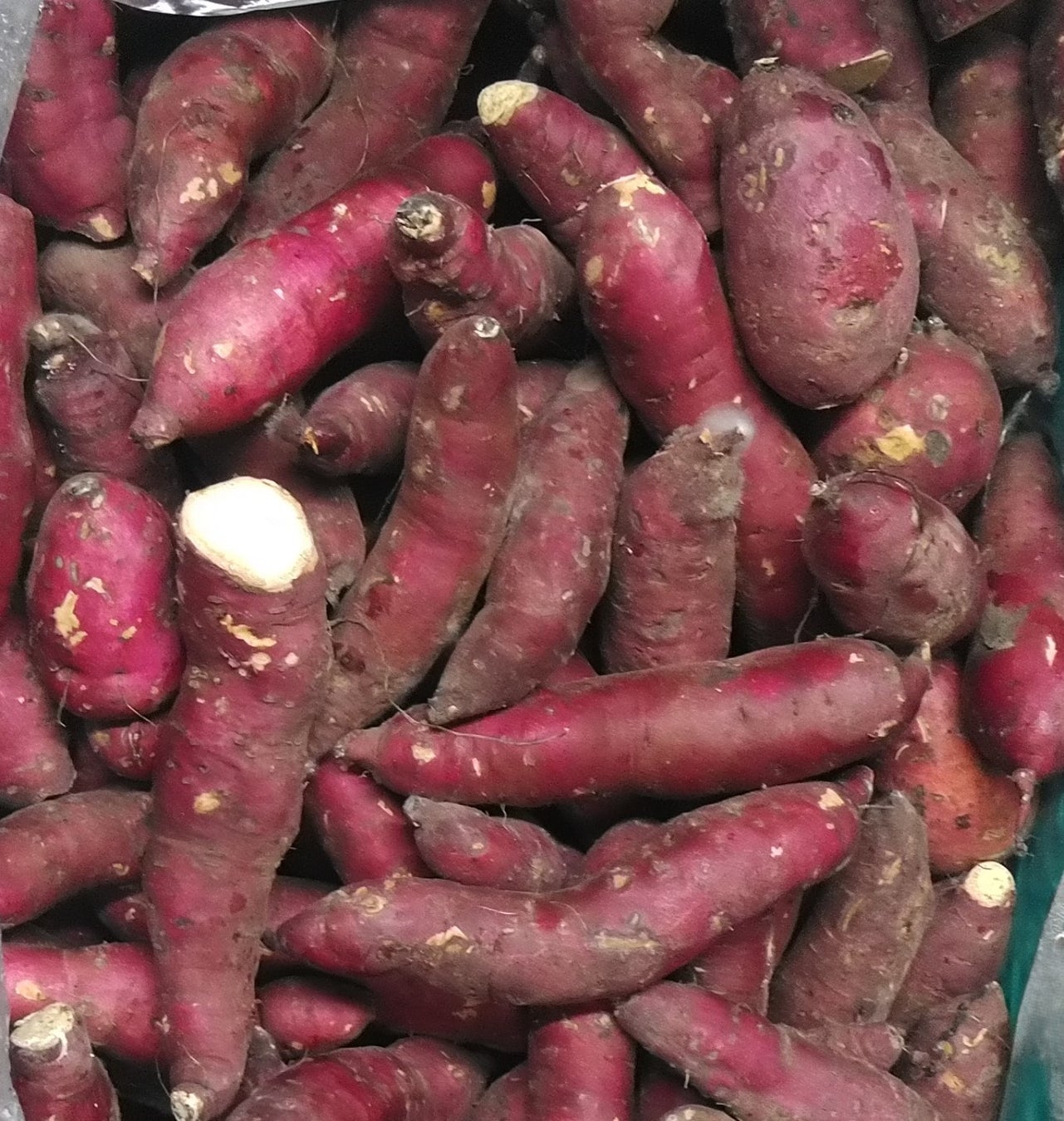 【サンクチュアリゴルフ × 桜ホテルズ株式会社】横浜桜木町店 2026年2月1日オープン予定