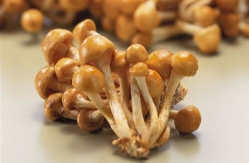 「なめこ」「トリュフ」など食卓の素材が美容成分に!? サステナブルな時代に問う、“意外な素材”が秘める次なる美のトレンド。