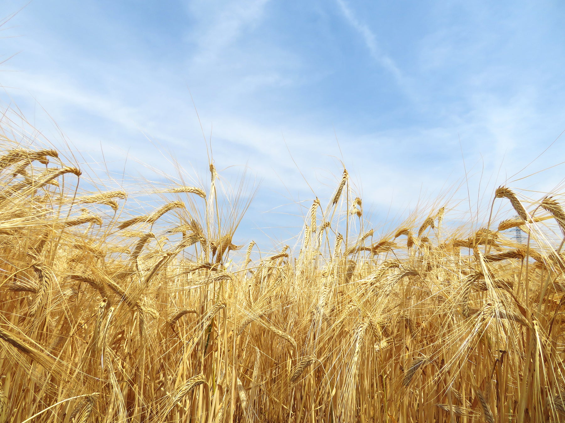 業界の人しか知らない 世界で唯一【大麦スイーツ】専門メーカー