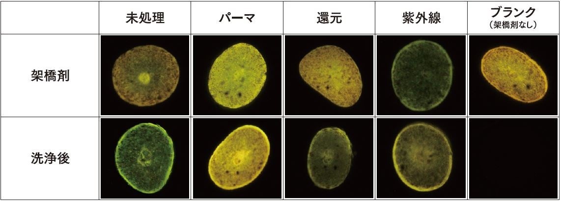 毛髪内部のシスチン結合の再架橋（※1）をラサーナが実証。～“不可能”を“可能”に～