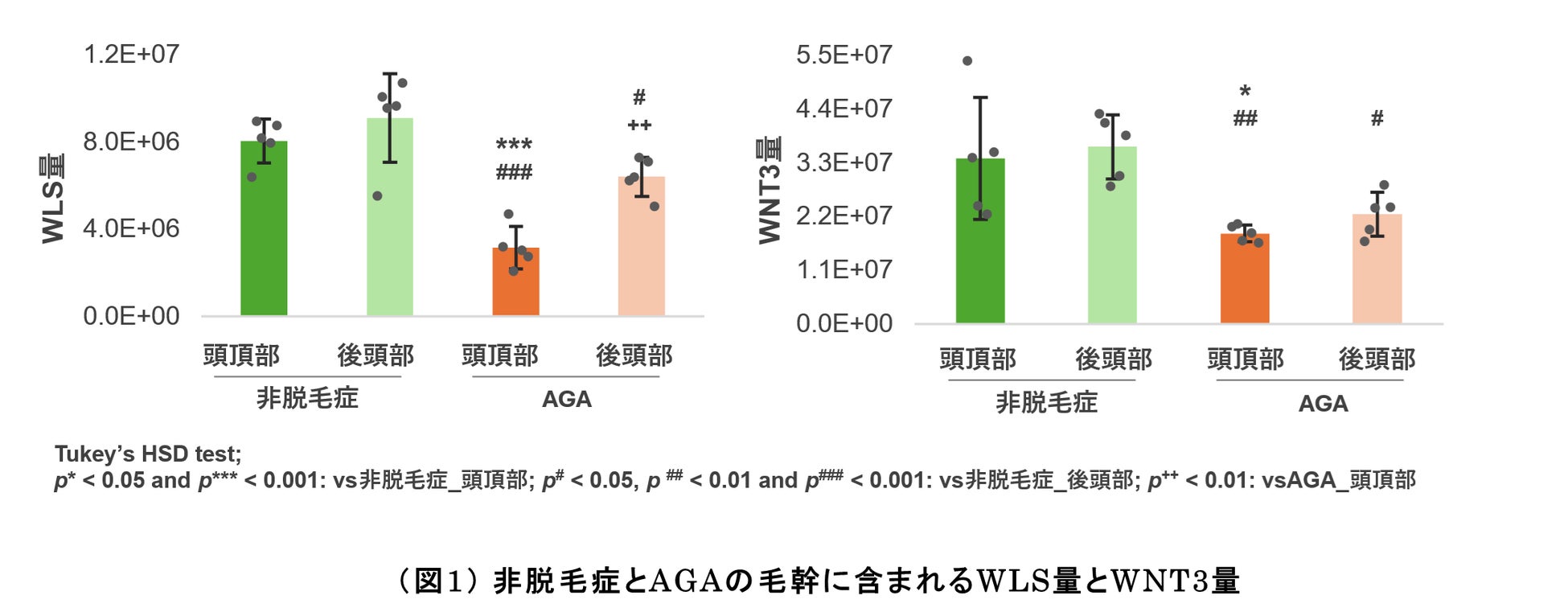 ＡＧＡにおいて特異的に減少する毛髪関連分子を発見　毛幹プロテオーム解析※1と培養細胞の両方で確認