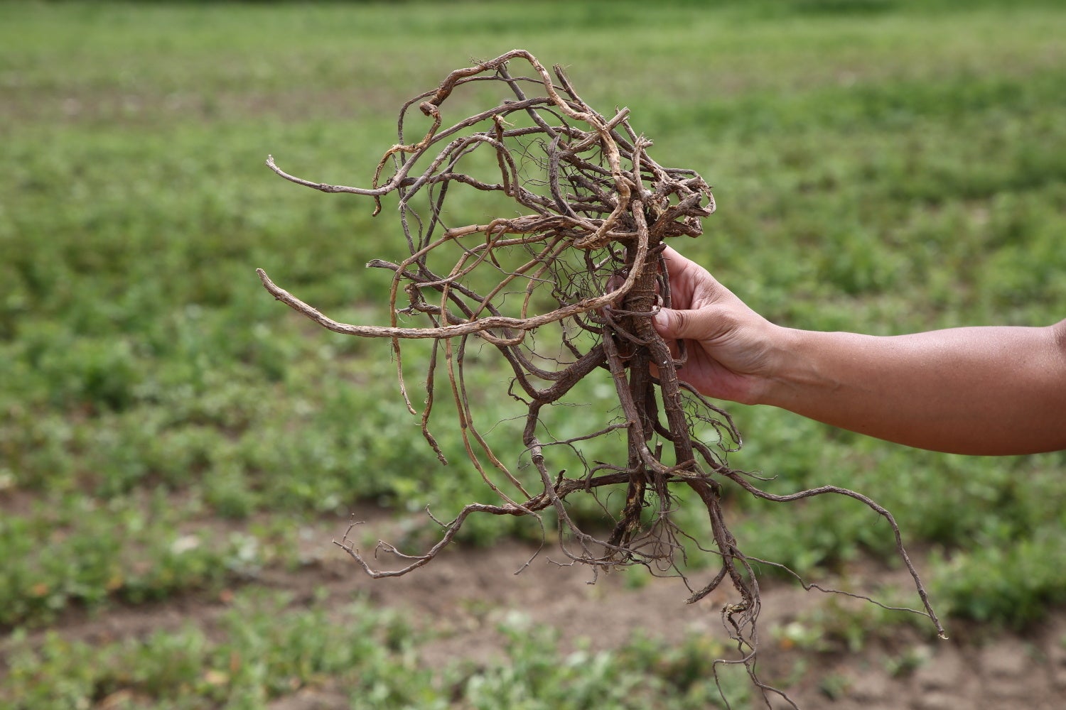 再春館製薬所、ドモホルンリンクルの「甘草フラボノイド」原料を国産化へ刷新