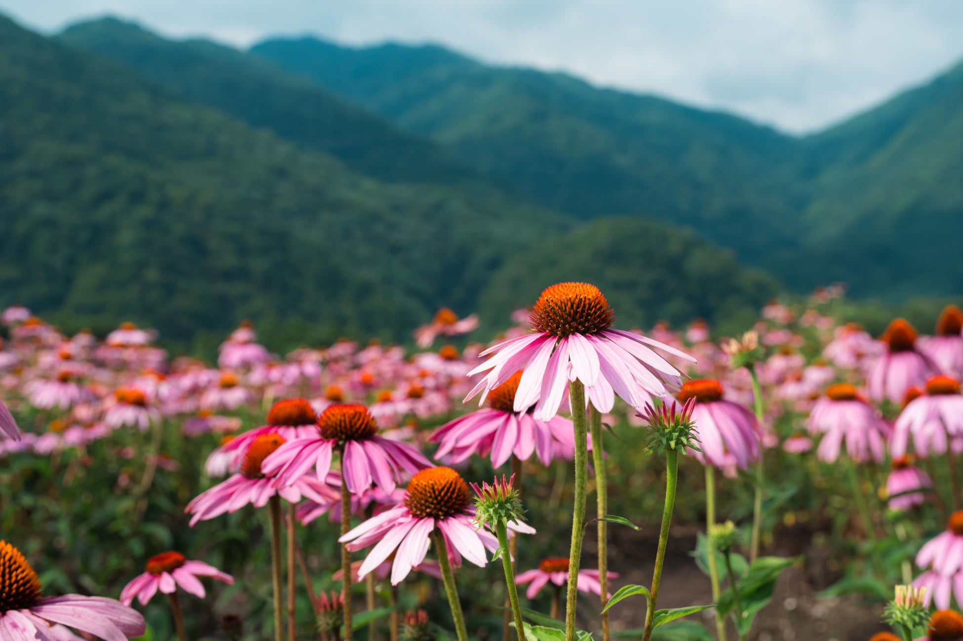 1/22(木)【心理職がご紹介】「受けっぱなし」で終わらせない当社オリジナル研修のポイント　ウェビナー開催