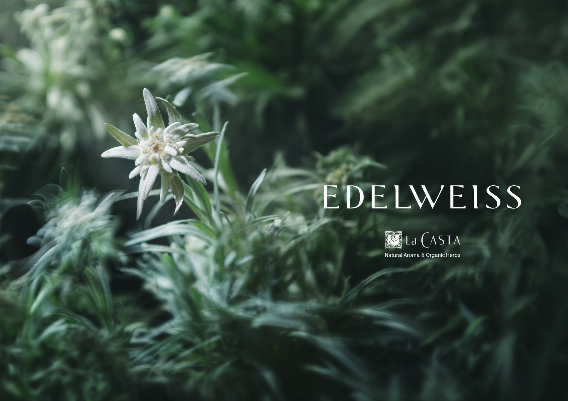 【ラ・カスタ】ブランド30年の集大成「エーデルワイス」シリーズ誕生！3月4日(水)～ 発売