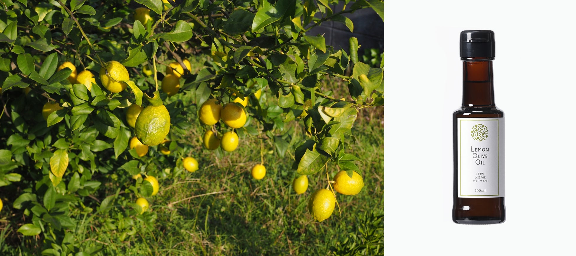 レモンオリーブオイル小豆島産を新発売