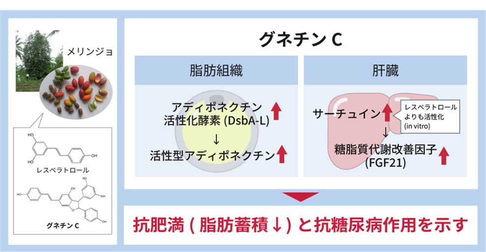 「メリンジョ由来レスベラトロール」の抗肥満・抗糖尿効果が明らかに 特長成分「グネチンC」が、脂肪組織と肝臓に作用 20歳以上の国民の約1割が糖尿病を強く疑われる現状、予防素材として期待