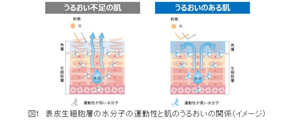 イプサ、表皮生細胞層の水分子の運動性と肌のうるおいの関係を新たに発見 ～肌の水研究が新たなステージへ～