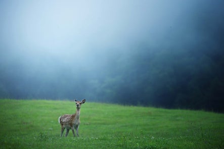 エゾシカから良質なプラセンタを摘出、美容健康製品の原料となる新素材「エシカプラセンタ」誕生