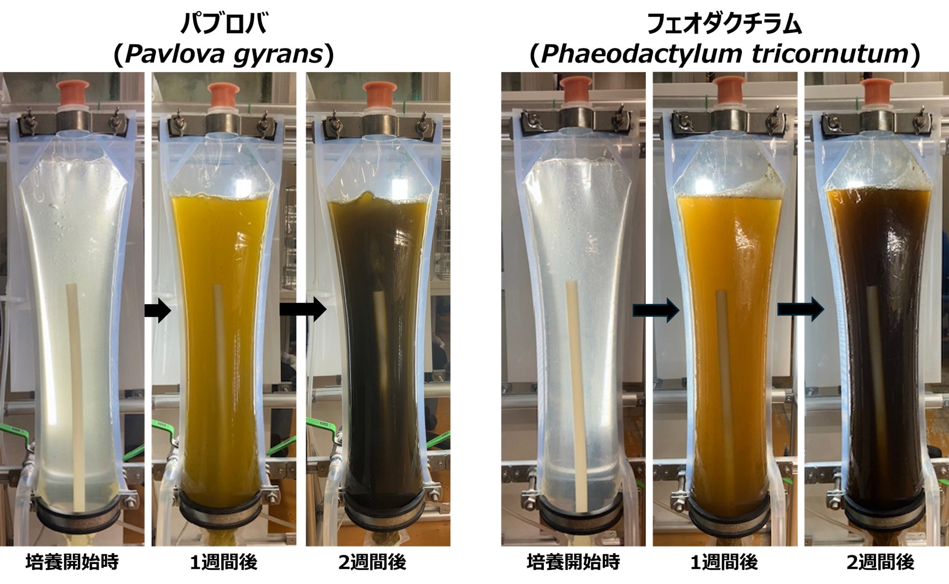 アルヌール、TOKYOでパブロバ等の微細藻類を培養