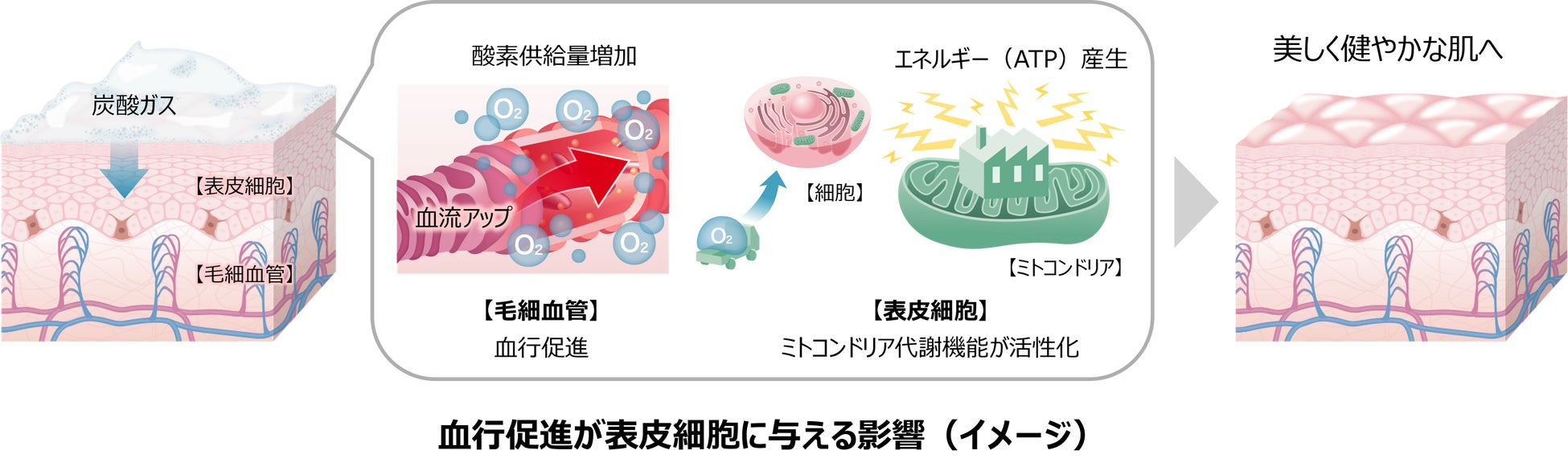 血行促進により表皮細胞が活性化するメカニズムを、ヒトの肌で新たに確認