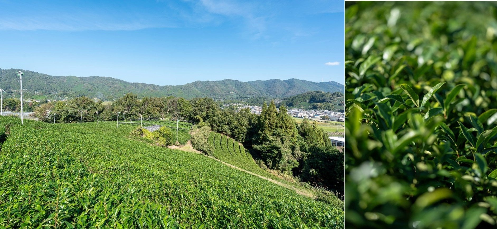 【ラフラ】天然精油100%の香り × 美容液発想でしっとりつるんを実現。髪も心もほぐれるような「癒し美容*」RAFRA(ラフラ)からアロマ美容液シャンプー&トリートメント誕生