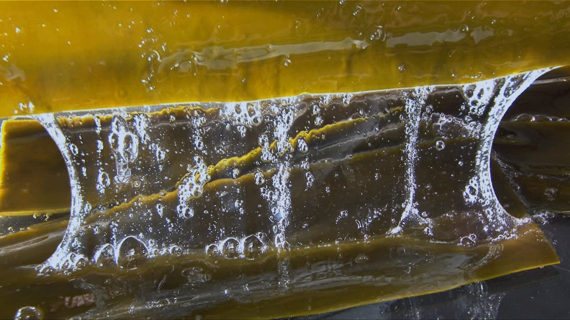 九州大学との共同研究で、ピュール独自のオリジナル原料「利尻昆布エキス」に、３つの特徴を新たに確認