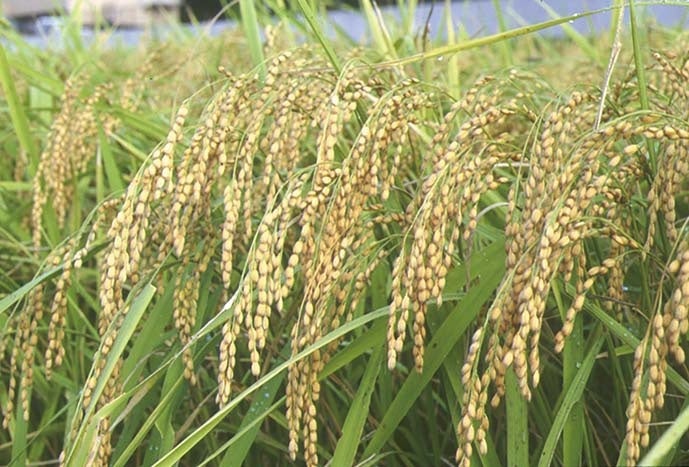 【新店OPEN】リカバリーウェア「ReD（レッド）」ラゾーナ川崎プラザ、ららぽーとEXPOCITY、ららぽーと立川立飛、ららぽーと横浜にオープン！