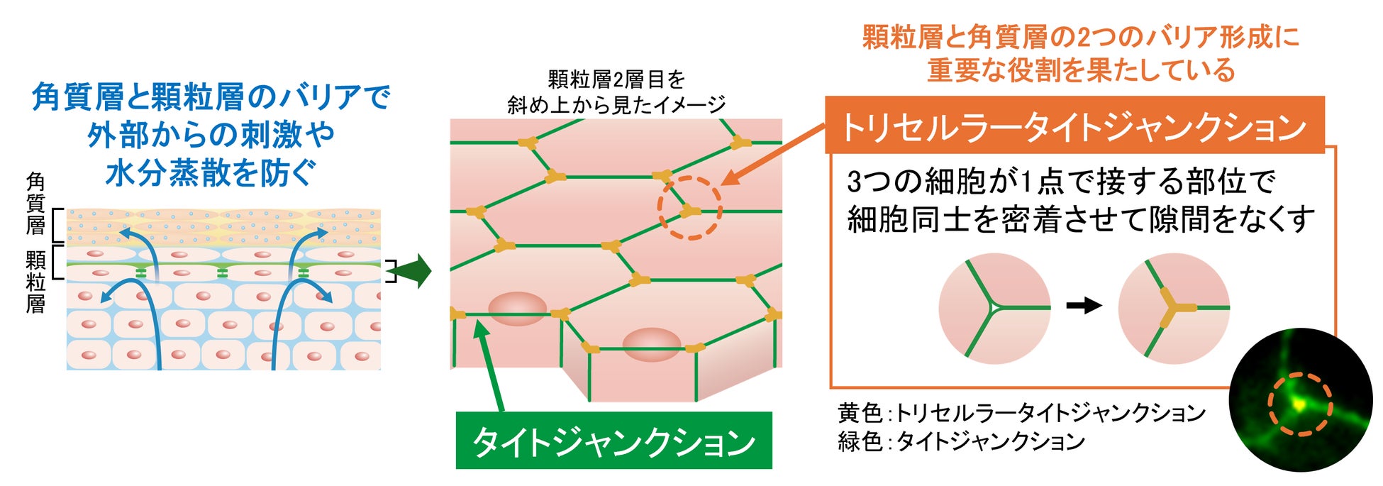 肌細胞の“隙間”をなくす「トリセルラータイトジャンクション」が表皮の2つのバリア形成を左右していた！