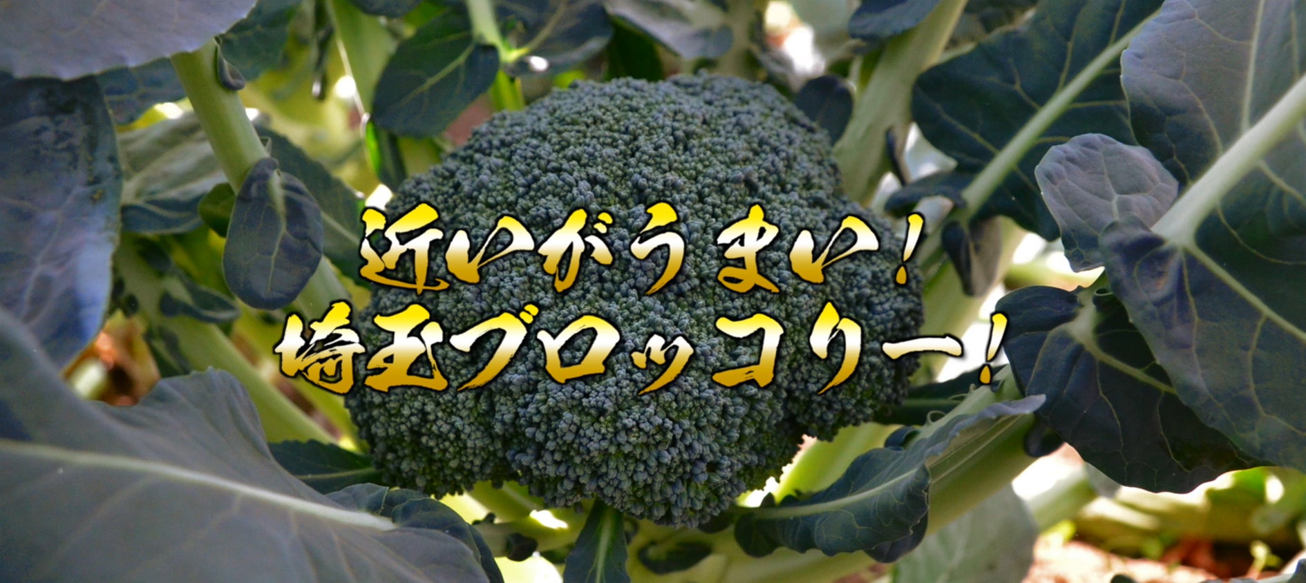 【新商品】インセルダム最新ライン「ラディアンソーム」日本上陸