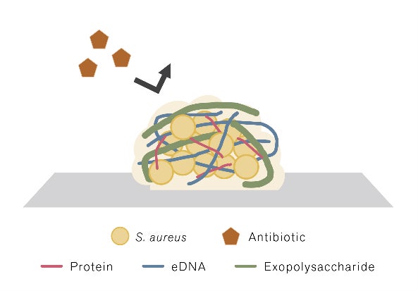 THREE ホリスティックリサーチセンター、スパイス系精油ブレンドの持つ「抗バイオフィルム作用」及びローズマリー芳香蒸留水の「酸化ストレス保護作用」についての研究結果を発表