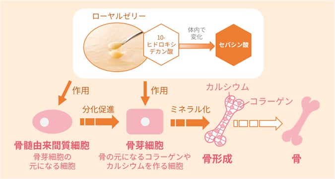 ドン・キホーテ限定のフレグランス「Palettory」がデビュー♡ “愛されピーチミルク” から “あざとピーチバニラ” まで、桃の香りだけで6種類！