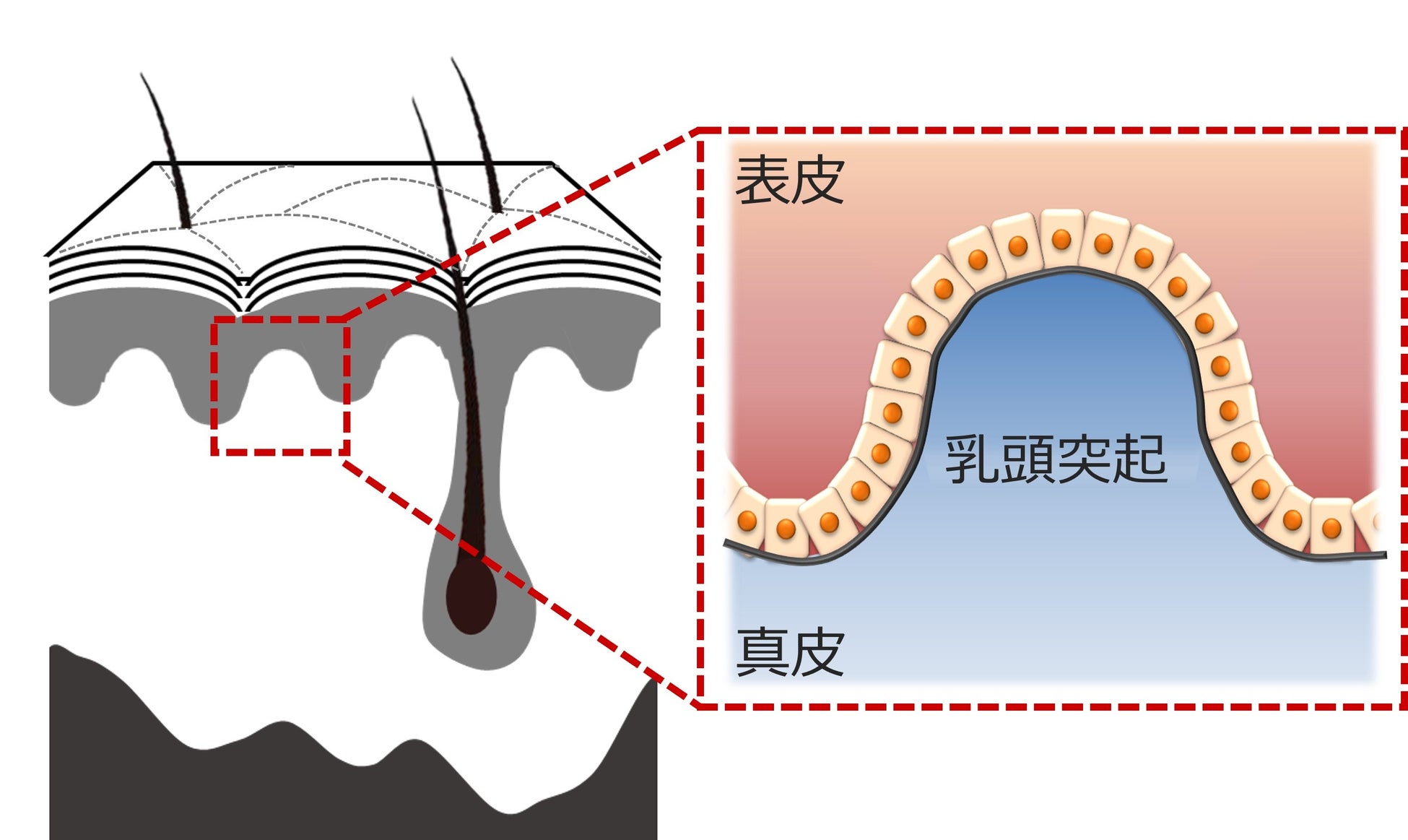 ワサビノキに真皮乳頭突起形成促進効果を見出し特許登録