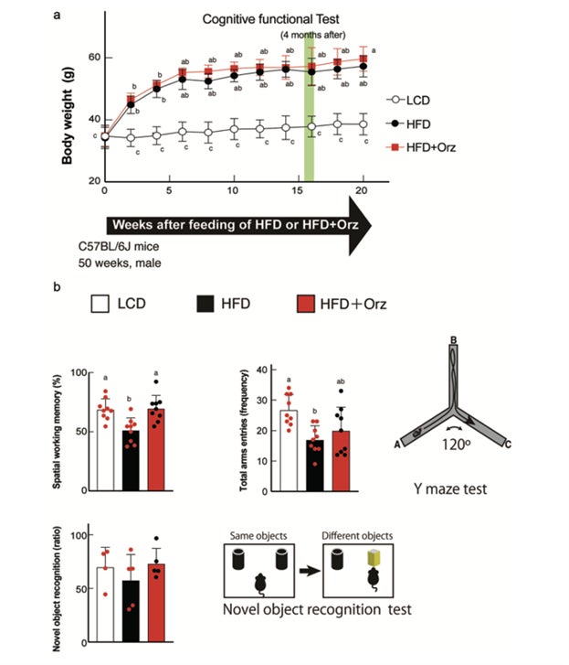 SENTAN Pharma、玄米由来成分γ-オリザノールに関する基礎研究成果の報告