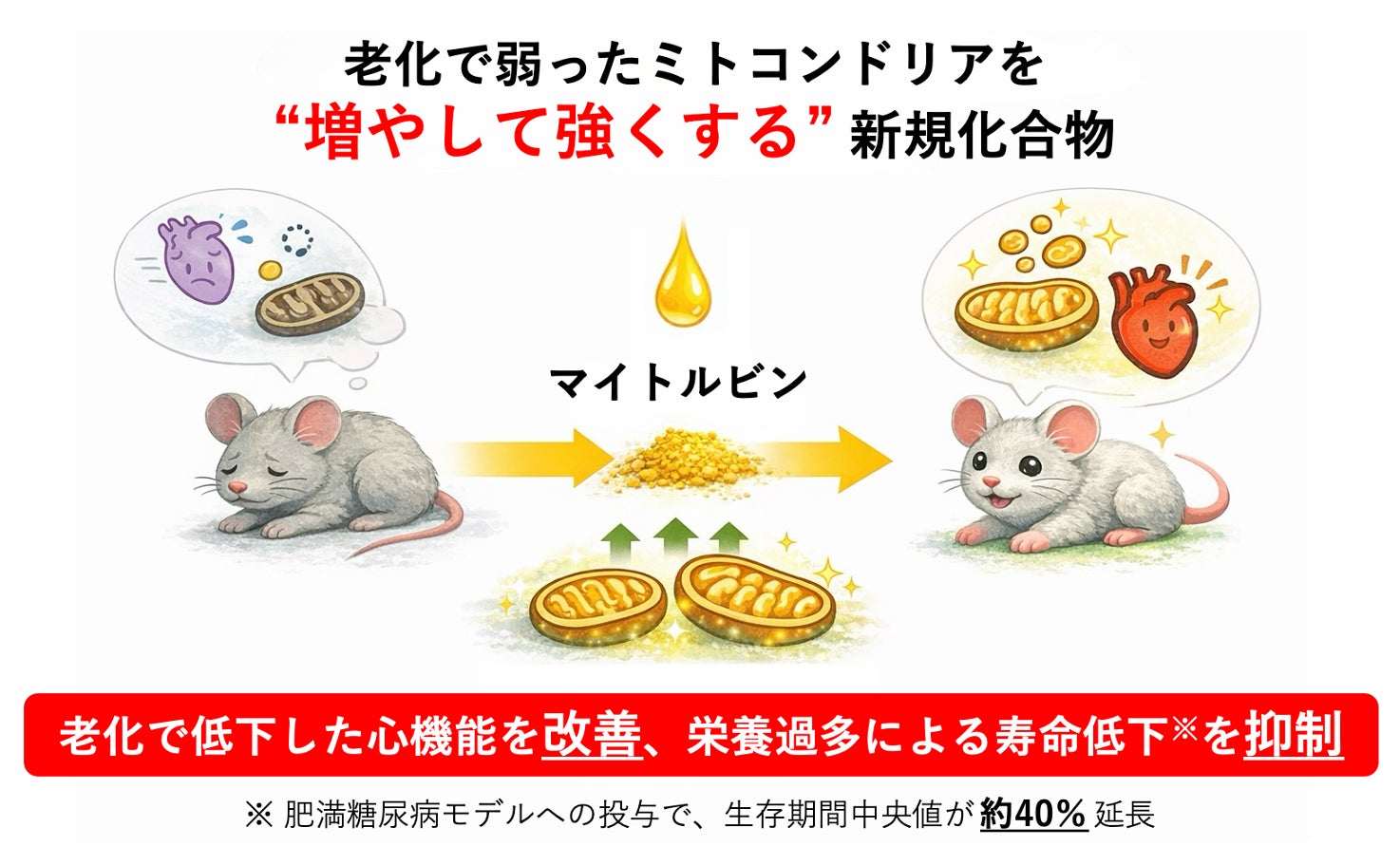 マイトジェニック、新規成分「マイトルビン」の抗老化・心機能改善効果を学術発表。Nature系『npj Aging』に掲載