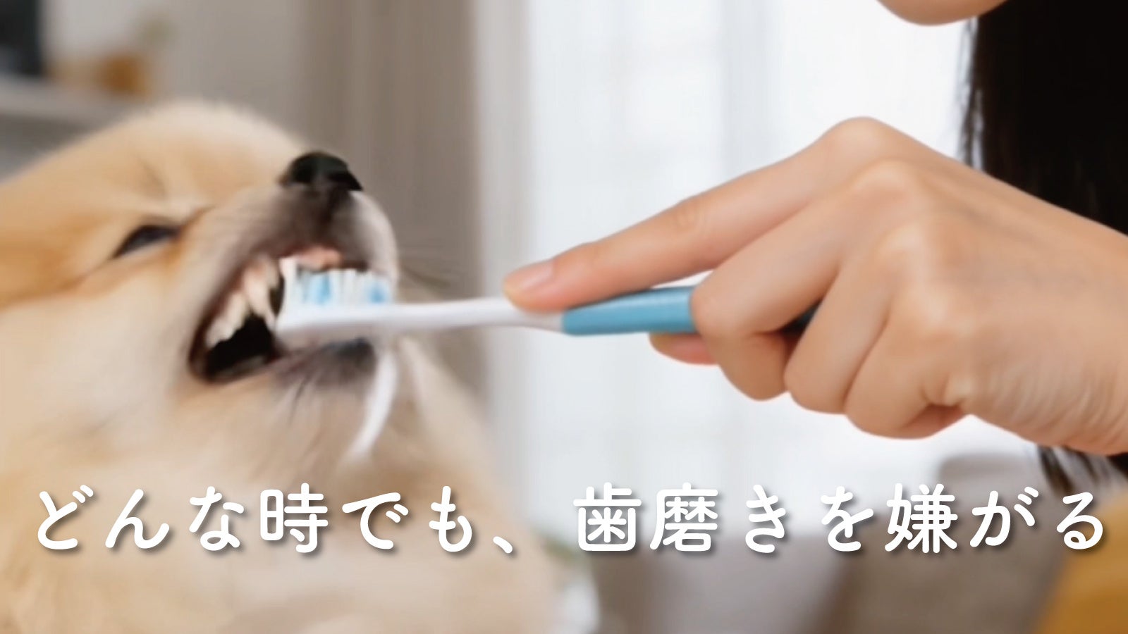歯磨きは嫌いです──”犬あるある”で描く啓発MV『食べたなら、歯磨き革命』Vol.3公開