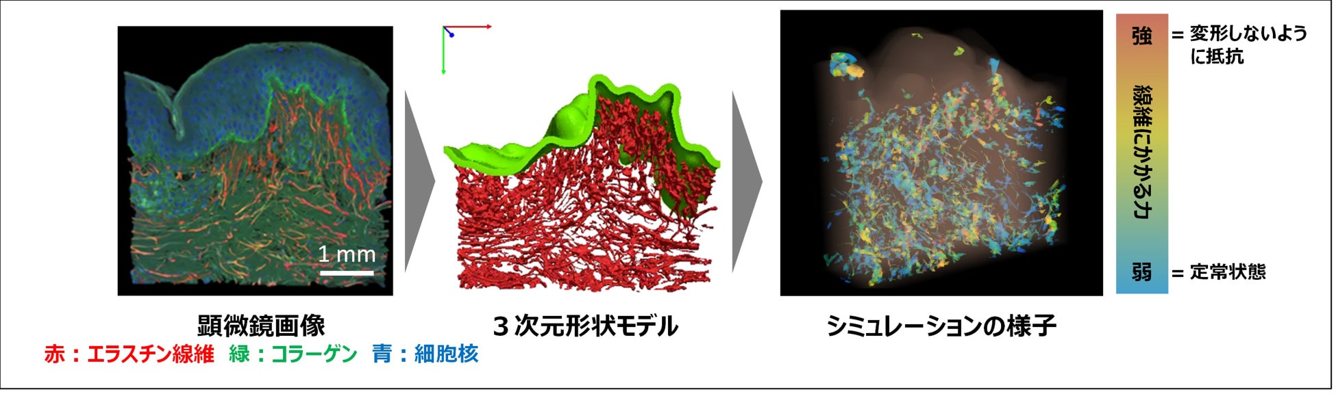 【ファンケル】肌のハリを左右していたのは「エラスチンの量」ではなく「つながり」だった！