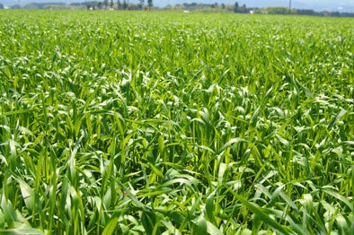 【梅雨の湿気で目立つうねりや薄毛】ママ友の視線が怖い…悩みを抱える女性の約3人に1人が外出をためらう