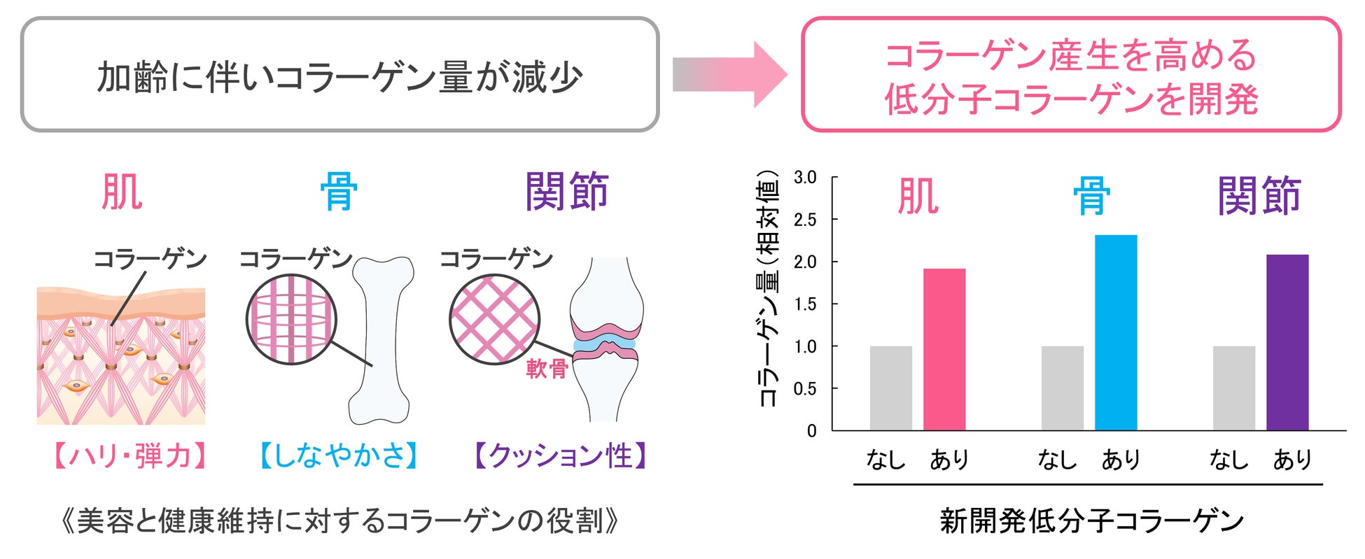 肌・骨・関節のコラーゲン産生を高める低分子コラーゲンを開発！ ～グリシルプロリン高含有で、コラーゲン合成の司令塔に働きかける～