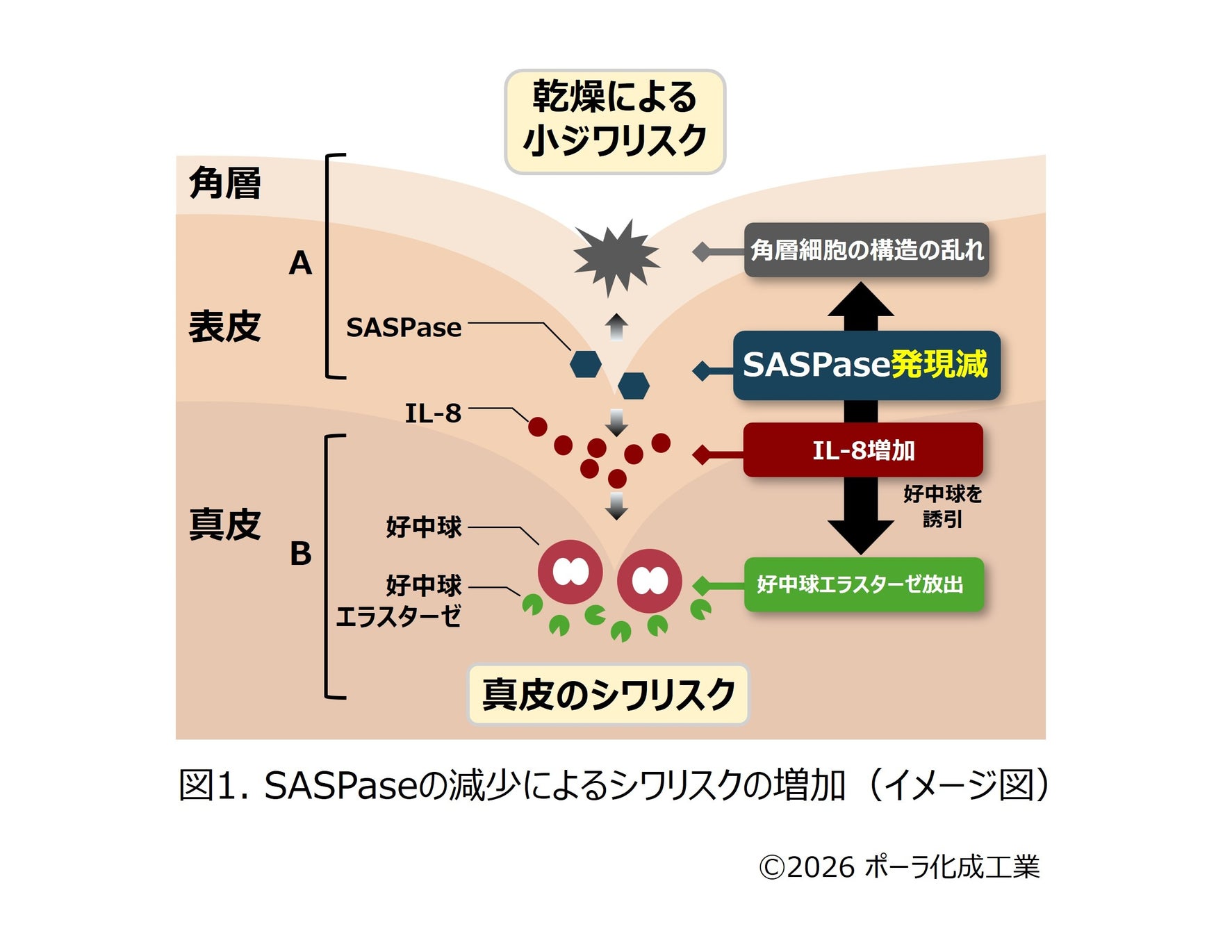 シワには“シワのための保湿メカニズム”があることを発見