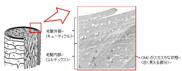 ファンケルが、横浜DeNAベイスターズ主催のチアスクール生向け「親子で学ぶキッズスキンケア講座」に協賛して実施しました!