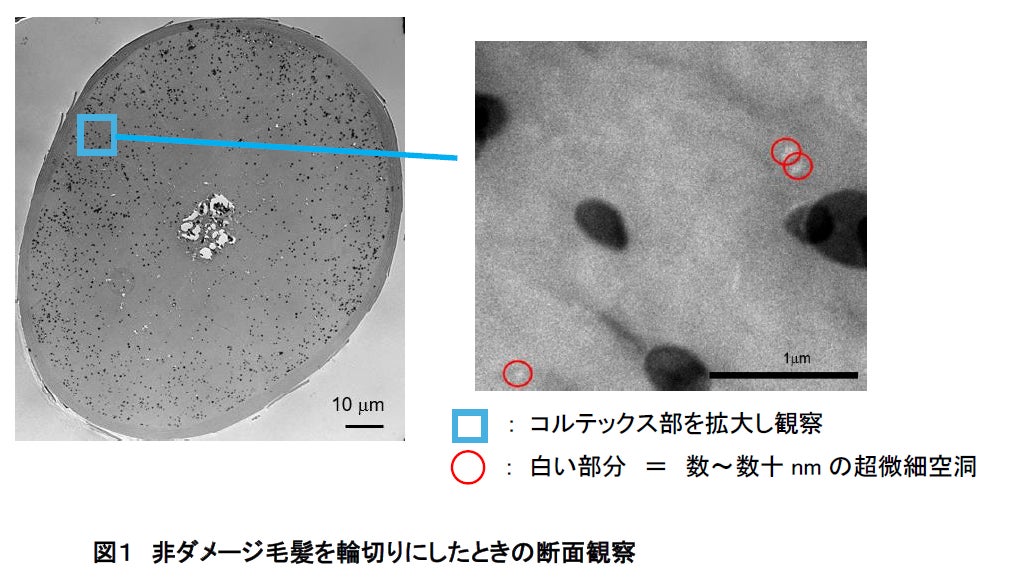 複合ダメージの核心に迫る新知見 毛髪内「超微細空洞」の発見と「水分」に着目した 新補修技術を確立
