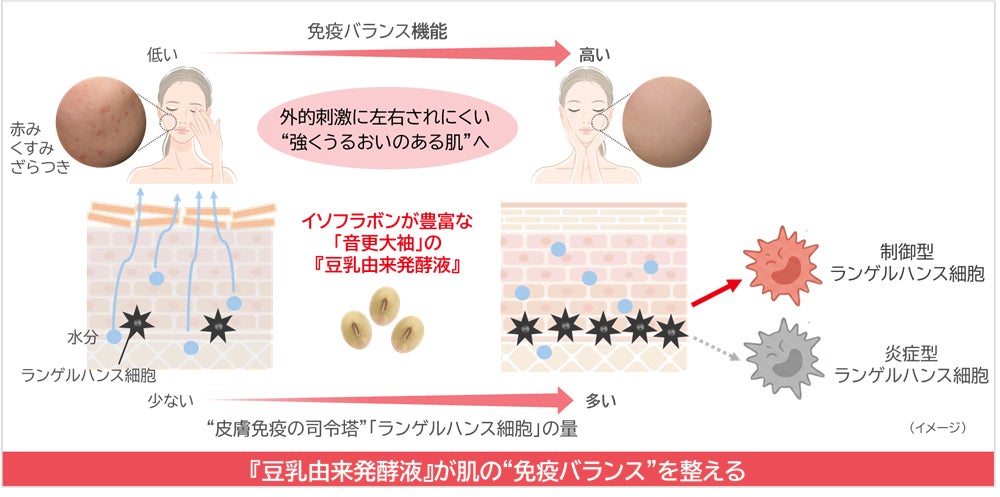 ノエビアグループ、北海道産丸大豆「音更大袖」の『豆乳由来発酵液』が免疫バランスを整えることを解明