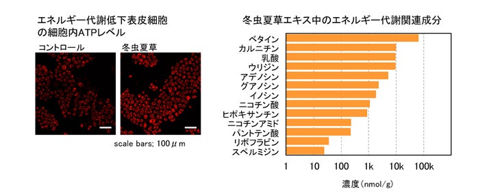 冬虫夏草エキスが代謝低下した表皮細胞の機能を改善