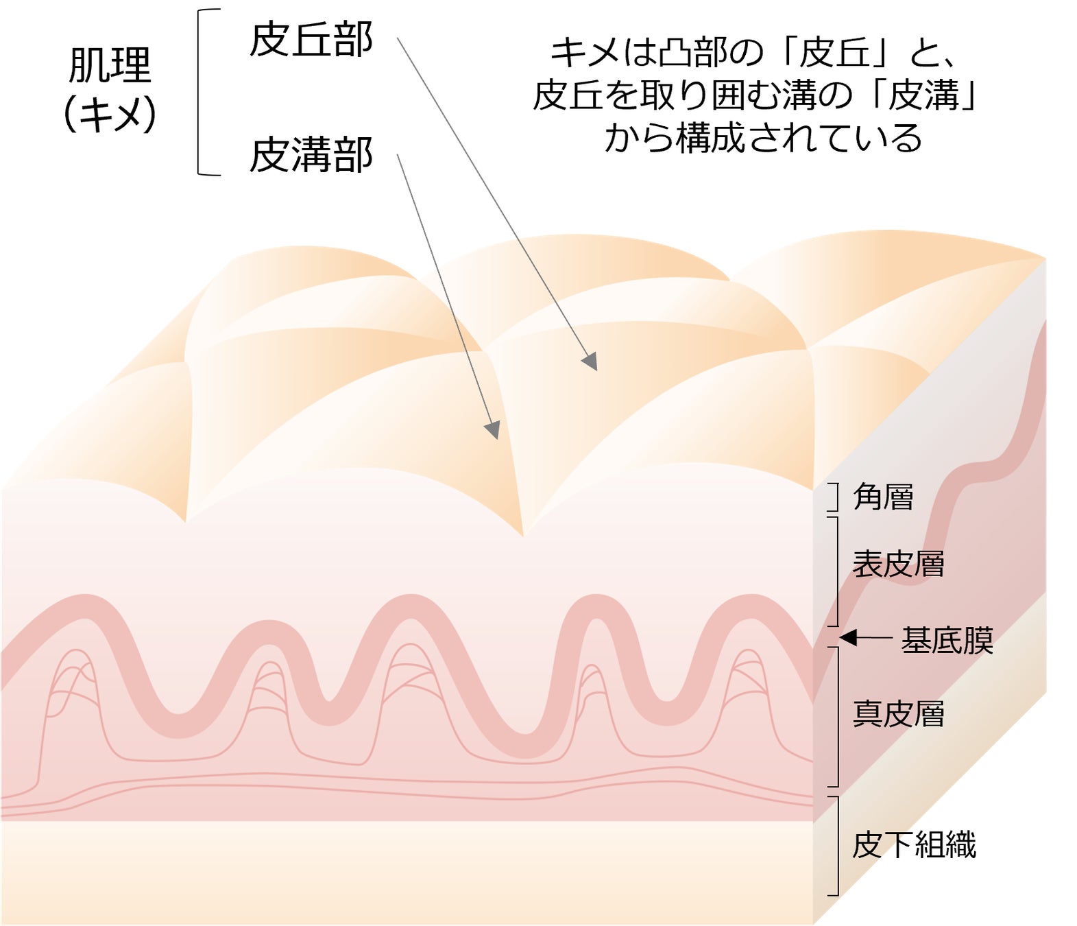 皮膚内部構造が肌表面のキメ様構造の形成に与える影響を実証