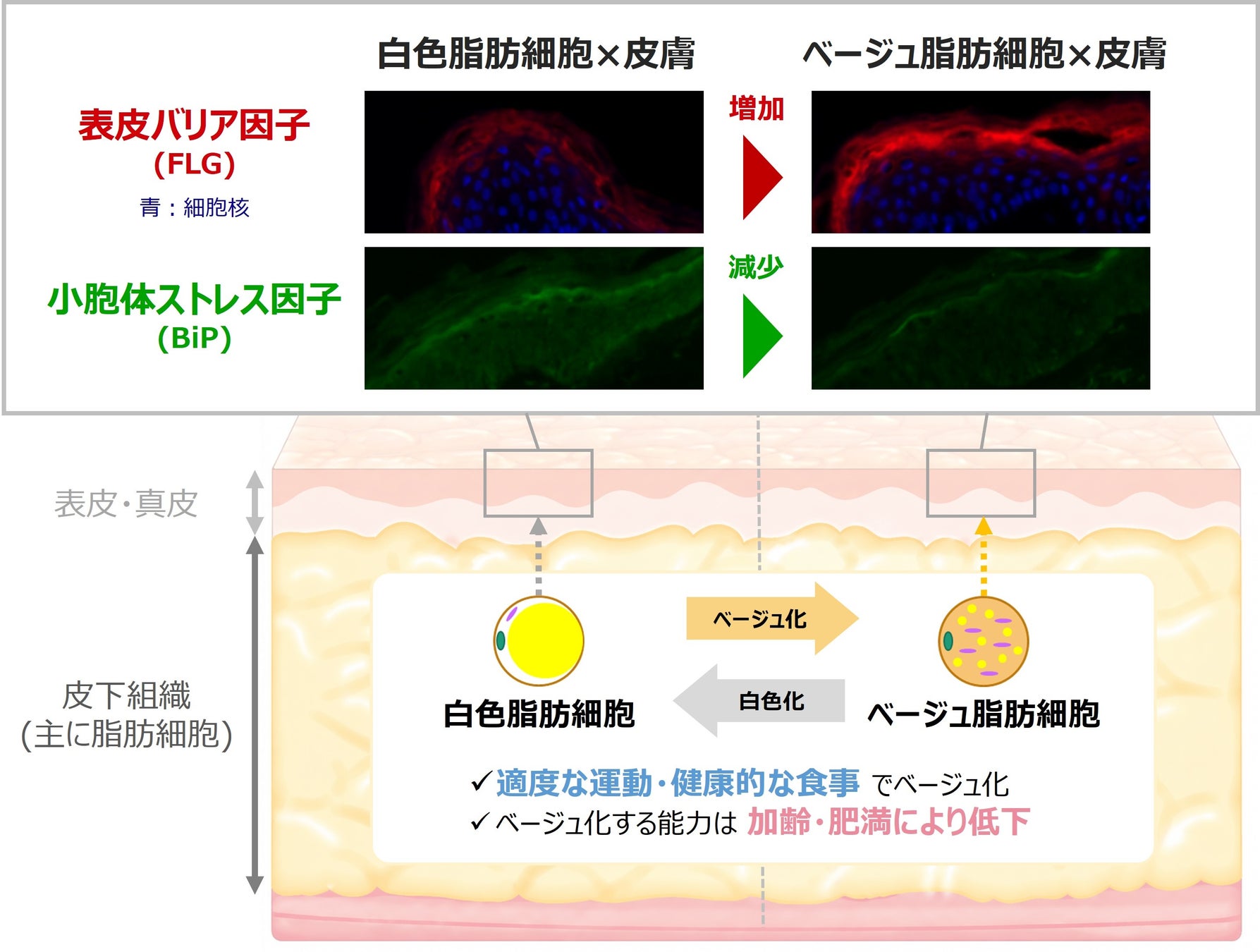 みずみずしく、さらりとうるおう「みずさら」体験！7年連続フェイスマスクNo.1の「ルルルン」から、株式会社LOIVEが展開するオリジナルブランド「＆fit」と共同開発したフェイスマスクが新登場。
