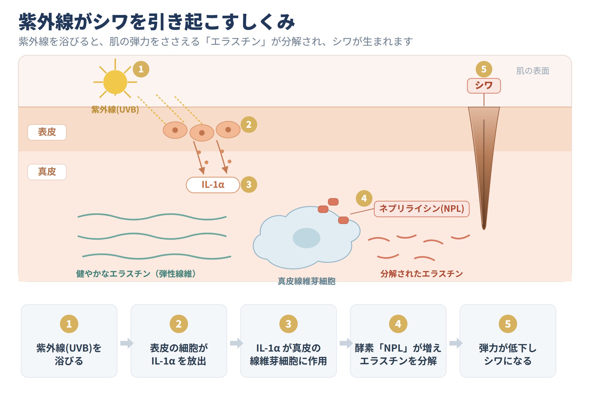 成分研究化粧品の「トゥヴェール」、共同研究が第26回日本抗加齢医学会総会で優秀演題賞を受賞