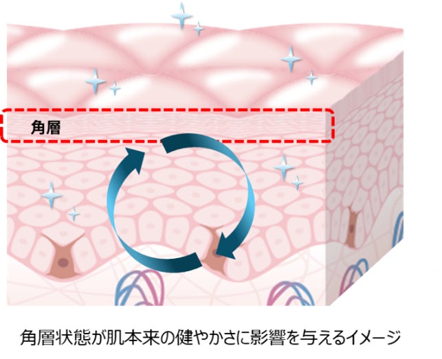 角層状態の変化に伴う肌内部の変化を生きている肌の皮脂RNAで把握