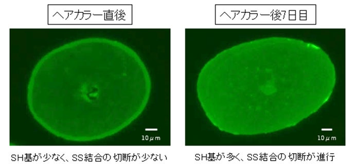 ヘアカラー後に実感するダメージのしくみを世界で初めて*¹解明