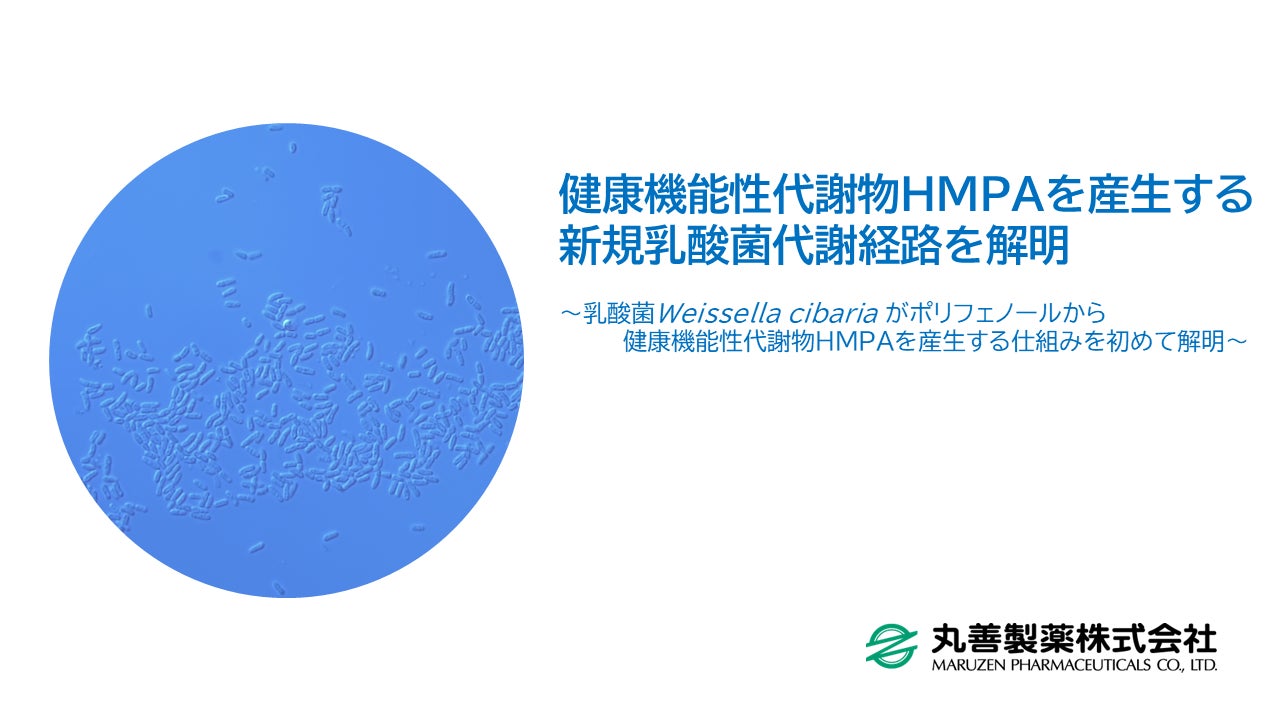 健康機能性代謝物HMPAを産生する新規乳酸菌代謝経路を解明
