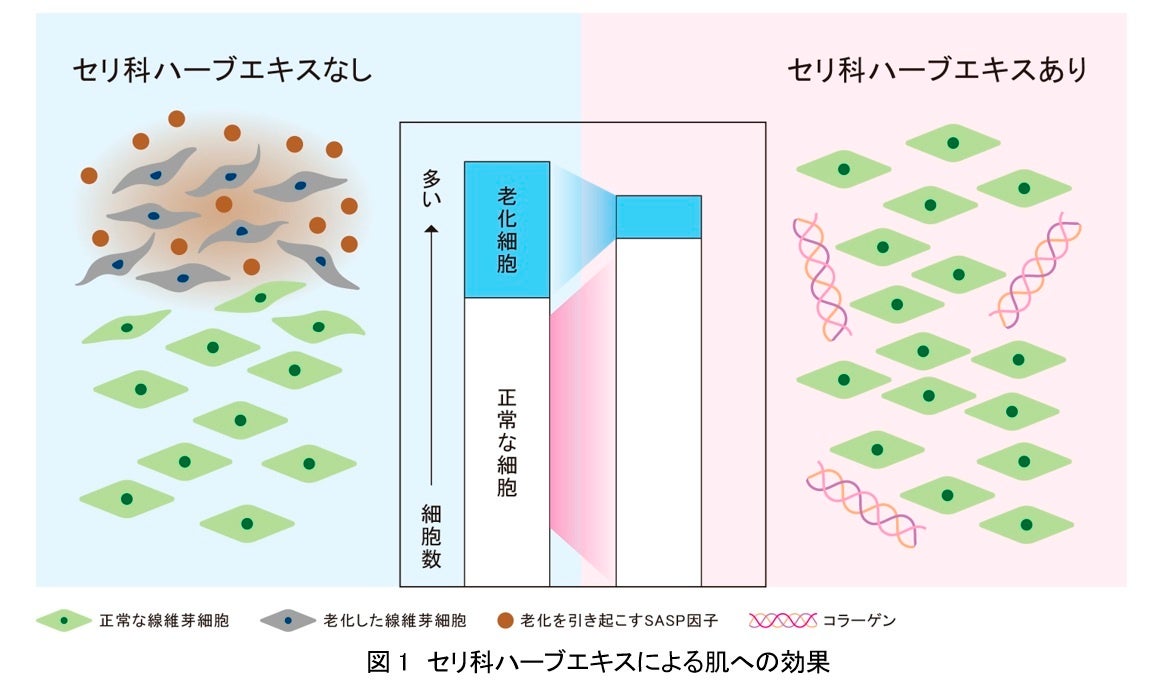 肌ノイズを徹底遮断※1！それぞれの肌悩みに特化した、粗のないきれいな肌印象が続くコンシーラーが新登場