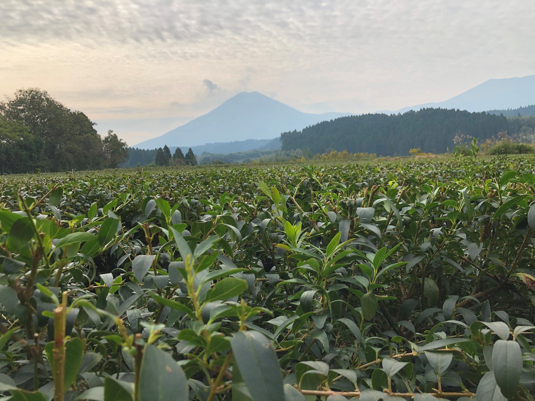 世界初！高機能植物ポリフェノールを豊富に含むシナレンギョウ葉/茎の化粧品応用に成功