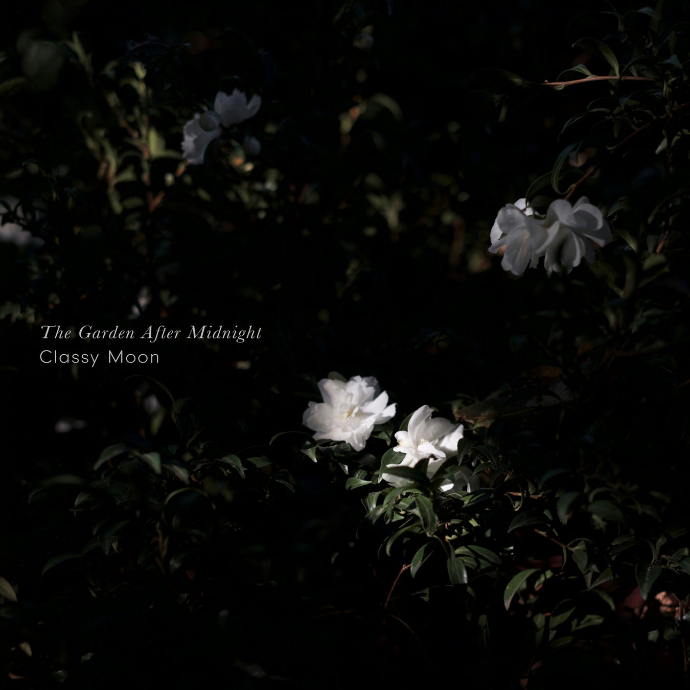 話題のクラシック・クロスオーバー作品。夜明け前の静けさを映すピアノ・ヒーリングアルバム、Classy Moon『The Garden After Midnight』7月24日配信開始。