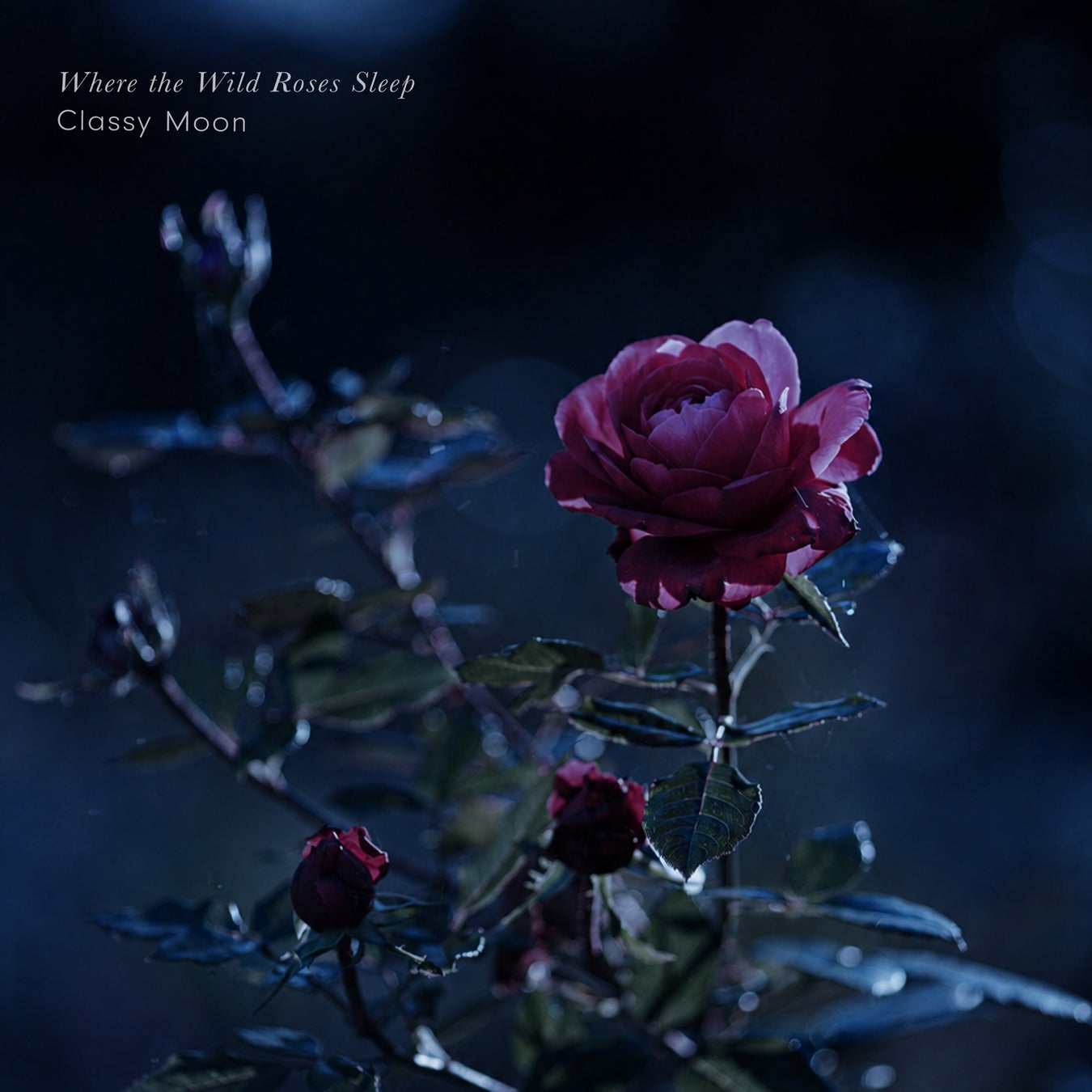 古い童話をめくるように、心を幻想の世界へと誘うヒーリング・ピアノ作品。Classy Moon『Where the Wild Roses Sleep』8月21日配信開始