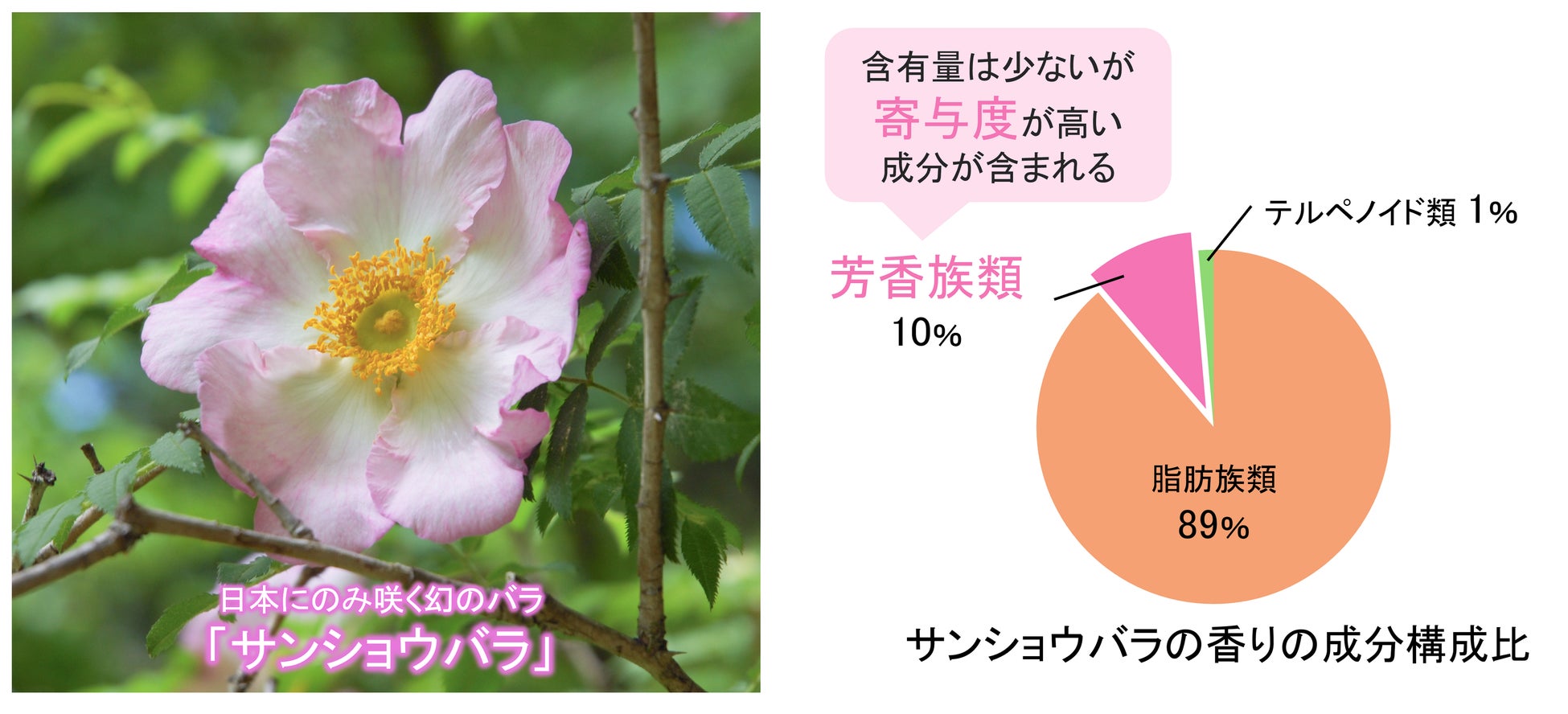 「幻のバラ」サンショウバラの香りを科学的に解明　～花を傷つけず、自然な香りを再現～