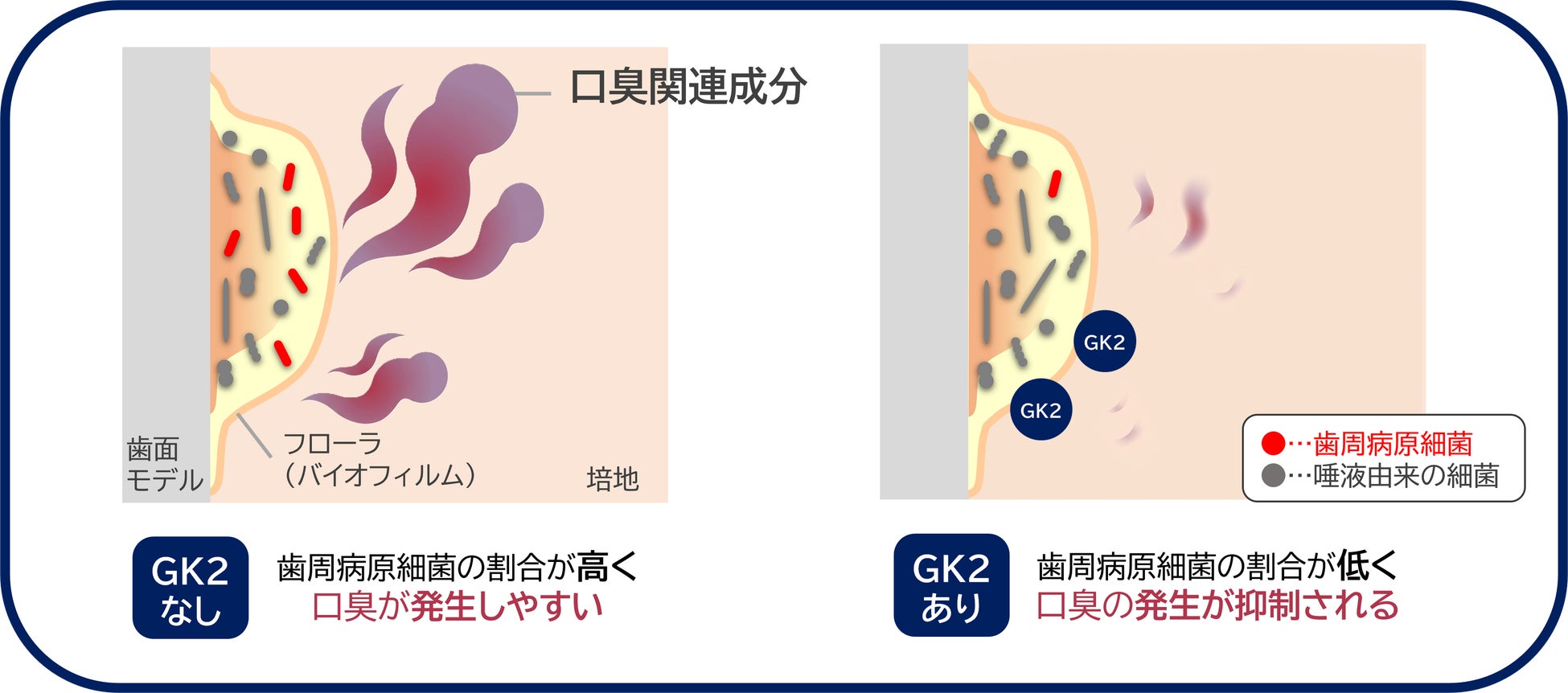 グリチルリチン酸ジカリウムが「口腔内細菌叢(※1)の菌のバランス」を整え、口臭を予防する可能性を示唆