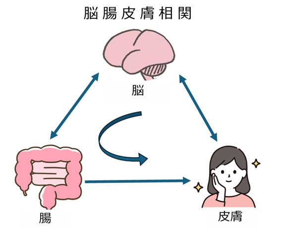 脳-腸-皮膚はつながっている！美肌は「脳」から！？ 「脳(のう)腸(ちょう)皮膚(ひふ)相関(そうかん)」に注目　監修：小林 暁子 先生